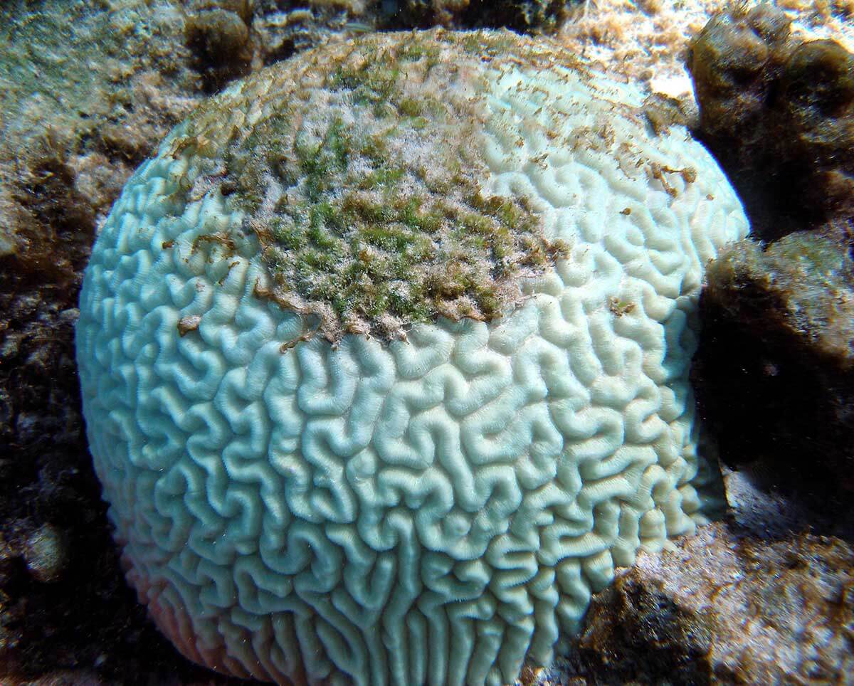 Ảnh chụp một loài san hô bị tẩy trắng.