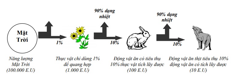 Hình 2.5. Sơ đồ dòng năng lượng hệ sinh thái đồng cỏ (E.U = đơn vị năng lượng)