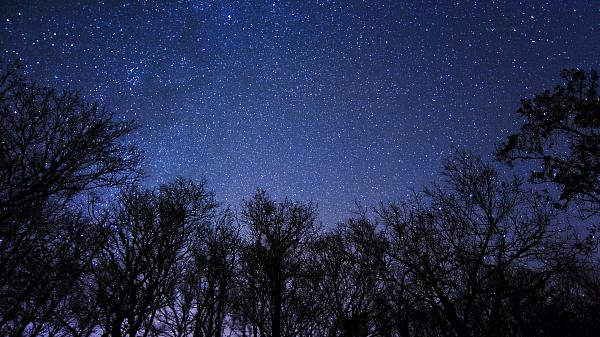 Đêm Trăng non tối với bầu trời đầy sao lấp ló ở hậu cảnh và những cây linh sam ở phía trước.