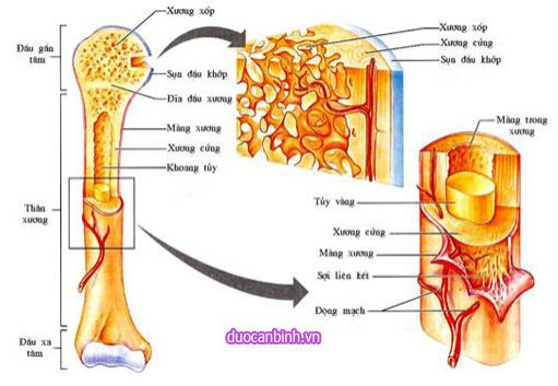 Cấu tao xương dài