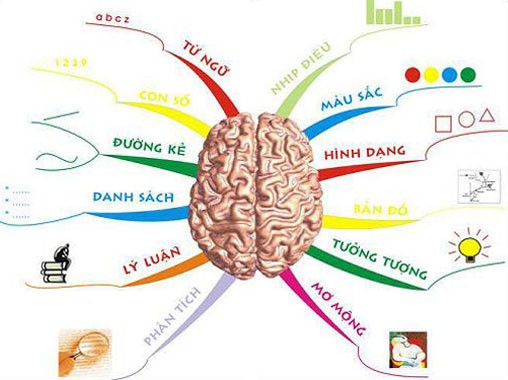 bộ não và tư duy sáng tạo