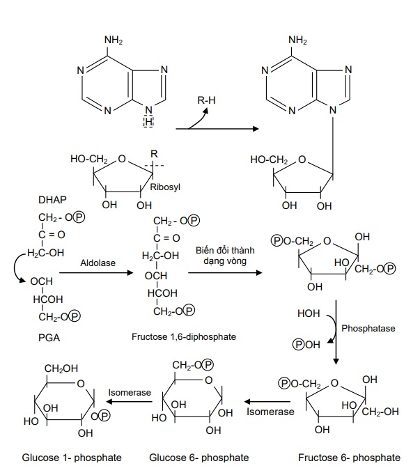 Hình 4.1 Tổng hợp hexosephosphate từ triosephosphate
