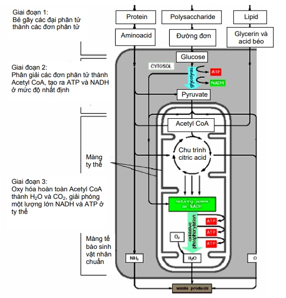 Tiến trình giải phóng năng lượng hoá học trong sự trao đổi chất được chia làm 3 giai đoạn