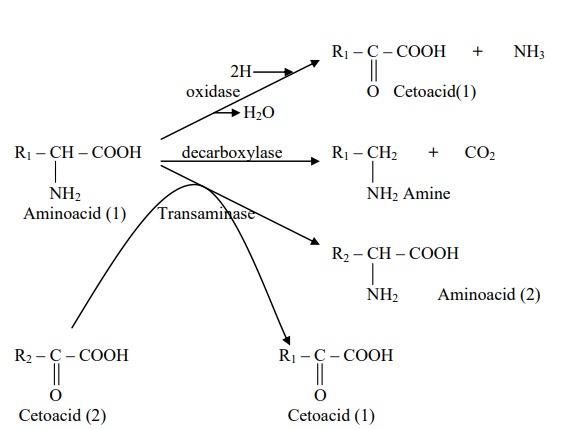 Giải Bài 5 Khái quát về công nghệ enzyme  Chuyên đề học tập Sinh 10  Kết  nối tri thức