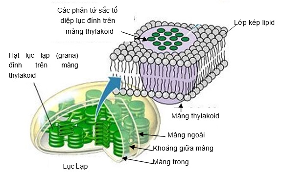 . Sơ đồ cấu trúc lục lạp và màng thylakoiid của thực vật bậc cao