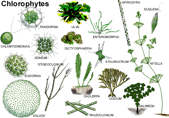 Chlorophyta - Alchetron, The Free Social Encyclopedia