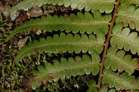 Lớp dương xỉ (Polypodiopsida)
