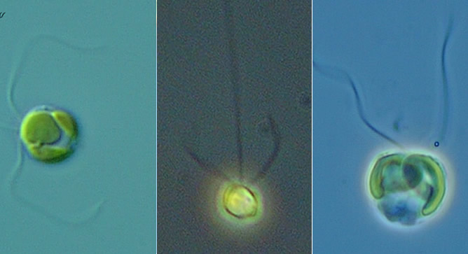  tảo roi bám (Haptophyta)
